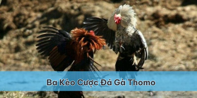 Có 3 kèo cược cơ bản cho các trận đá gà Thomo